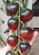 Pomodoro indigo apple usato  Reggio Calabria