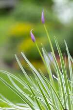 Tulbaghia violacea variegated for sale  MARKET RASEN