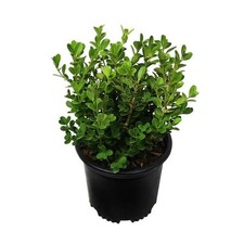 Gal. japanese boxwood for sale  Las Vegas