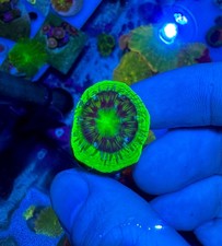 Toxic green acan for sale  HATFIELD
