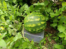 Wassermelone adana samen gebraucht kaufen  Viersen