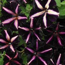Petunia pinstripe summer for sale  UK