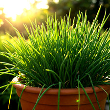 1000 chives seeds for sale  Greenville