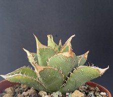 Very rare agave d'occasion Very rare agave d'occasion  Aire-sur-l'Adour