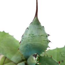 Agave cerulata eborispina usato  Napoli