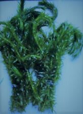 Elodea densa live for sale  ROTHERHAM