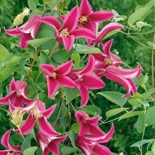 Clematis princess diana for sale  UK