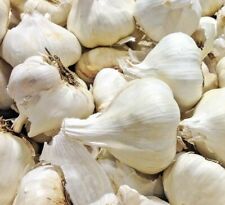 Elephant garlic usa for sale  Marietta
