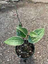 Hoya macrophylla white for sale  Garden Grove