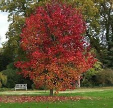 Liquidambar styraciflua worple for sale  NEWRY