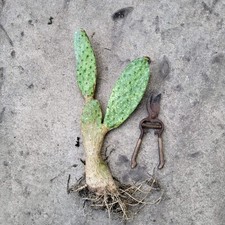 Opuntia ficus indica for sale  San Antonio