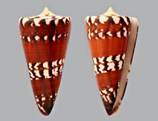 Conus generalis. mm. d'occasion  Sète