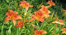 Orange day lily for sale  Parsons