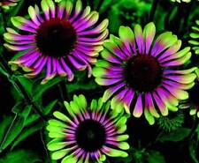 Green twister purple for sale  Bourg