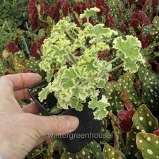 Geranium prince rupert for sale  Winter