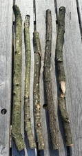 English oak branches for sale  NEWARK