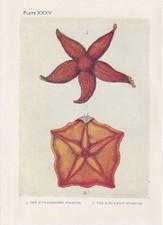 1907 starfish print for sale  BIDEFORD