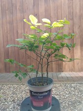 Rotbuche pre bonsai gebraucht kaufen  Mölln