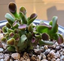 Crassula vata gimli gebraucht kaufen  Braunschweig