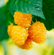 Taiwan creeping raspberry for sale  Albany