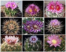 Echinofosulocactus mixed varie for sale  Miami