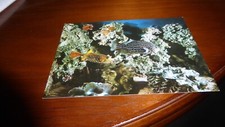 Box fisch zebra gebraucht kaufen  Oschatz