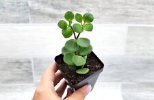 Peperomia hope rare for sale  Reseda