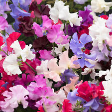 Bedding plants sweet for sale  UK