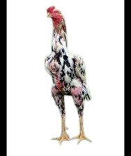 Afghan kulang aseel for sale  BEDFORD