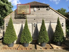 Yew trees. taxus for sale Yew trees. taxus for sale  BERKHAMSTED
