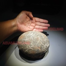 Dinosaur egg nest d'occasion  Expédié en Belgium