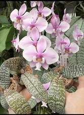 phalaenopsis for sale phalaenopsis for sale NOTTINGHAM