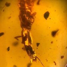 Snakefly larvae burmese for sale Snakefly larvae burmese for sale  GILLINGHAM