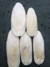 1kg belles seiches d'occasion  Frelinghien