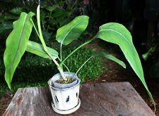 Philodendron heleniae subsp. for sale  Hollywood