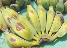 Banana neve snow usato  Spedire a Italy