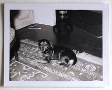 tapis persan d'occasion tapis persan d'occasion Expédié en Belgium