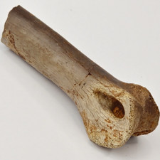 spinosaurus bones for sale  Rockledge