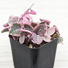 Succulent pot plant for sale  San Jose