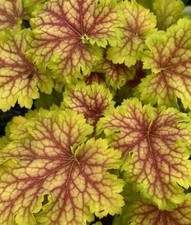 Heuchera splashberry garden for sale  SPALDING