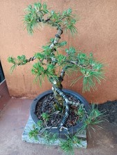 Bonsai waldkiefer utdoor gebraucht kaufen  Bad Nenndorf