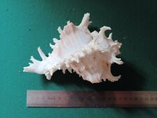 718 coquillage nlle d'occasion  Vence