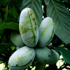 Stratified paw paw for sale  Lincolnton