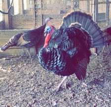 American turkey eggs for sale  LLANDINAM