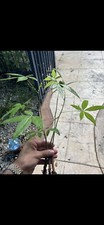 Pachira aquatica money for sale  Hialeah