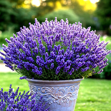 800 lavender vera for sale  Greenville