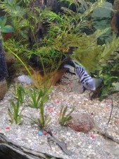 Convict cichlid fry for sale  Friendsville