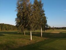 Silver birch native for sale  ALTON