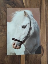 Pferdepostkarte shetland pony gebraucht kaufen  Borna