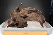 Große mangrovenwurzel mangrov gebraucht kaufen  Odenthal
